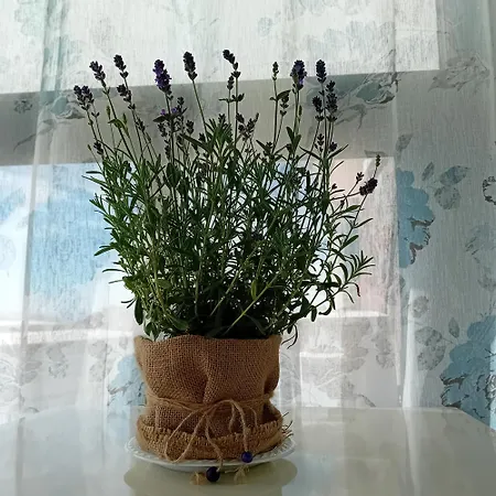 Casa Irene Appartamento